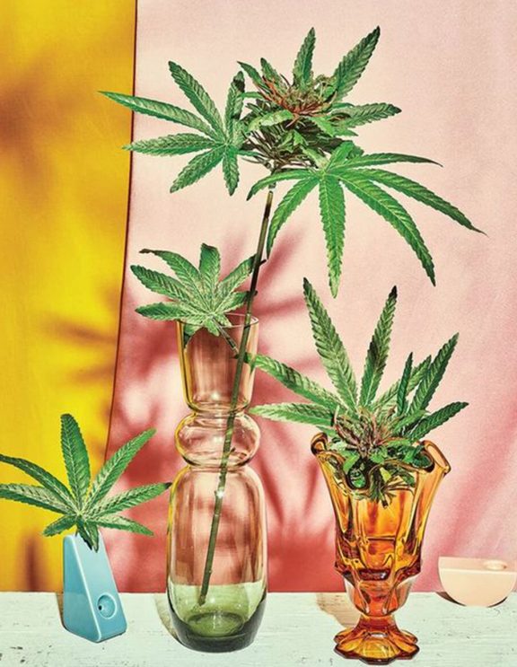 pink and yellow background with weed in vases