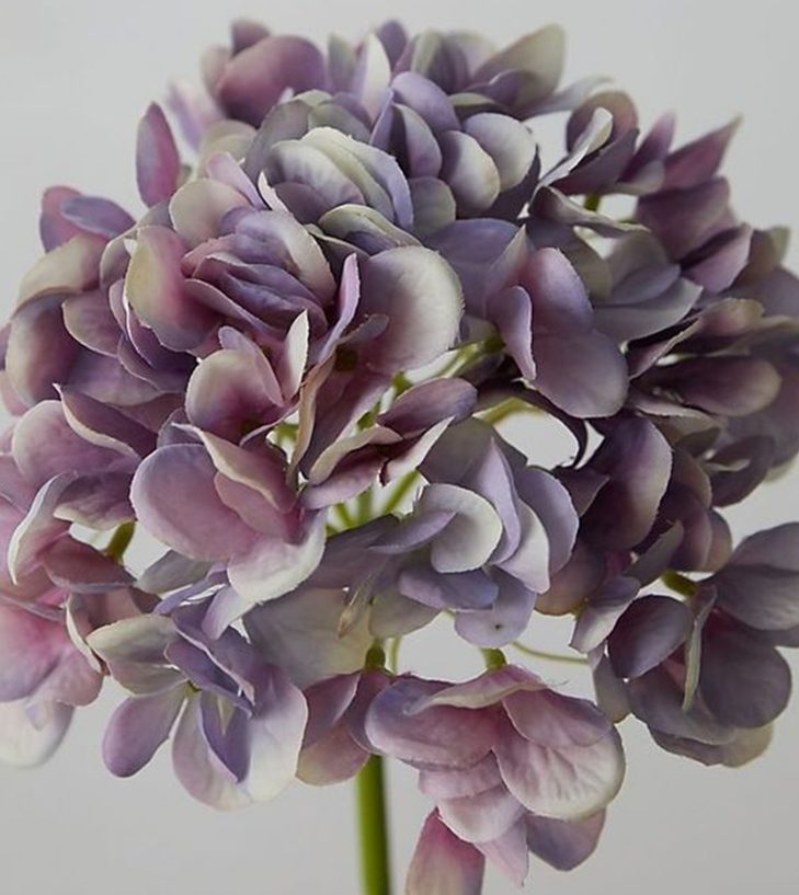 blue grey purple hydrangea close up