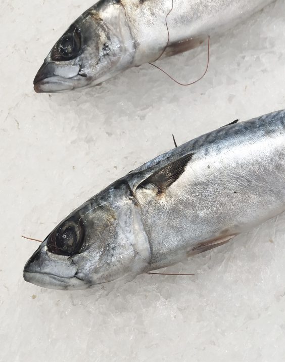 Two fish on ice